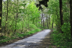 waldbauer_im_fruehling_9_20140429_1424689748