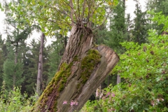 von_hof_zu_hof_13_20130930_1310427164