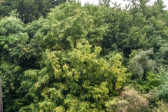 von_hof_zu_hof_3_20130930_1925443408