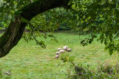 von_hof_zu_hof_6_20130930_1331948290