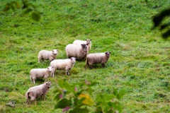 von_hof_zu_hof_7_20130930_1236233508
