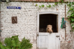 von_hof_zu_hof_9_20130930_1894376313